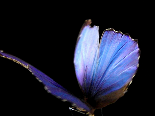 Papillon mécanique